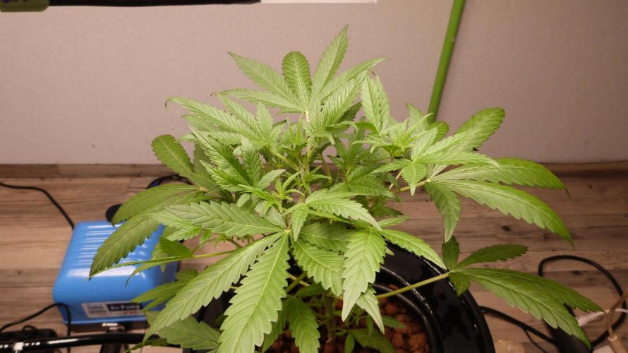 NEW Mango Cherry Runtz Automatic RDWC. Week 5