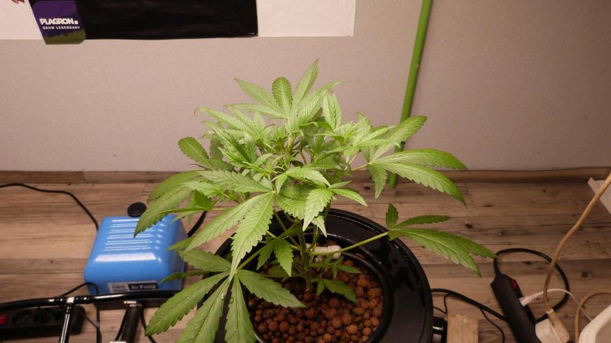 NEW Mango Cherry Runtz Automatic RDWC. Week 5