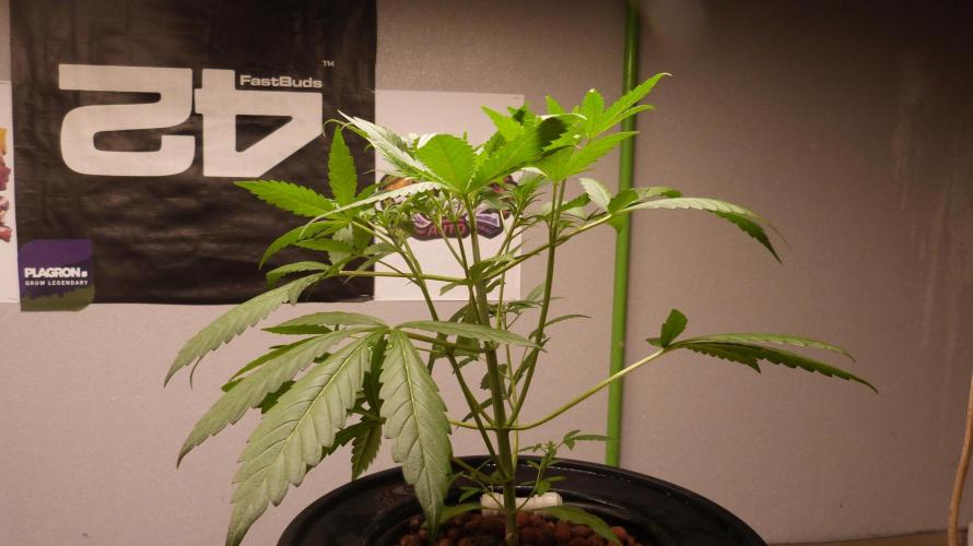 NEW Mango Cherry Runtz Automatic RDWC. Week 5