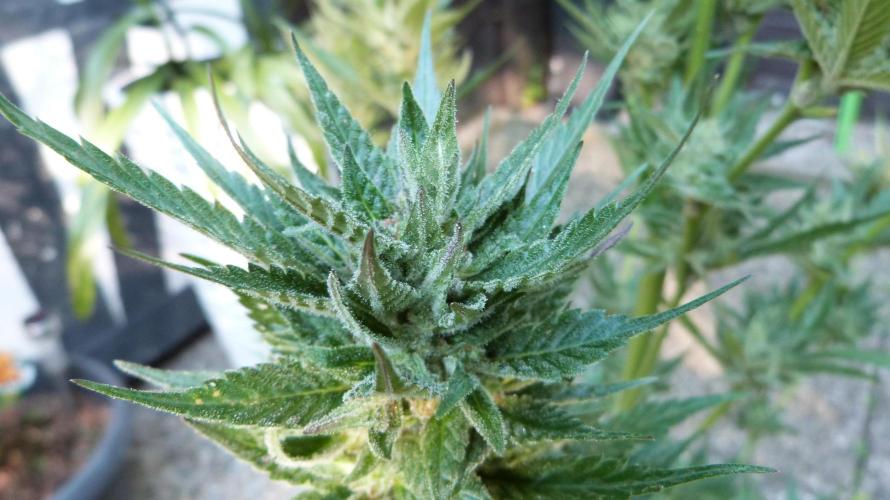 Strawberry Gorilla Automatic Fastbuds. Week 13