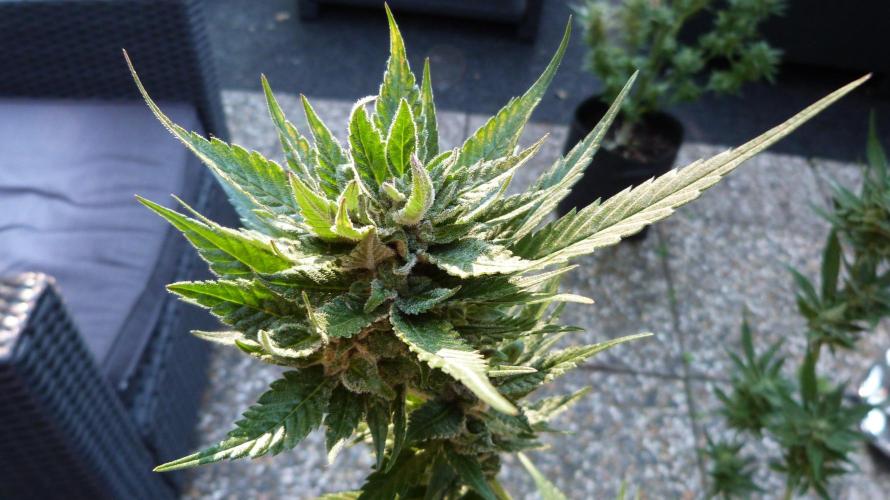 Strawberry Gorilla Automatic Fastbuds. Week 13