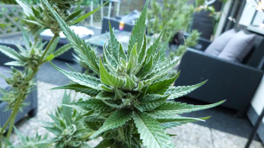 Strawberry Gorilla Automatic Fastbuds. Week 13