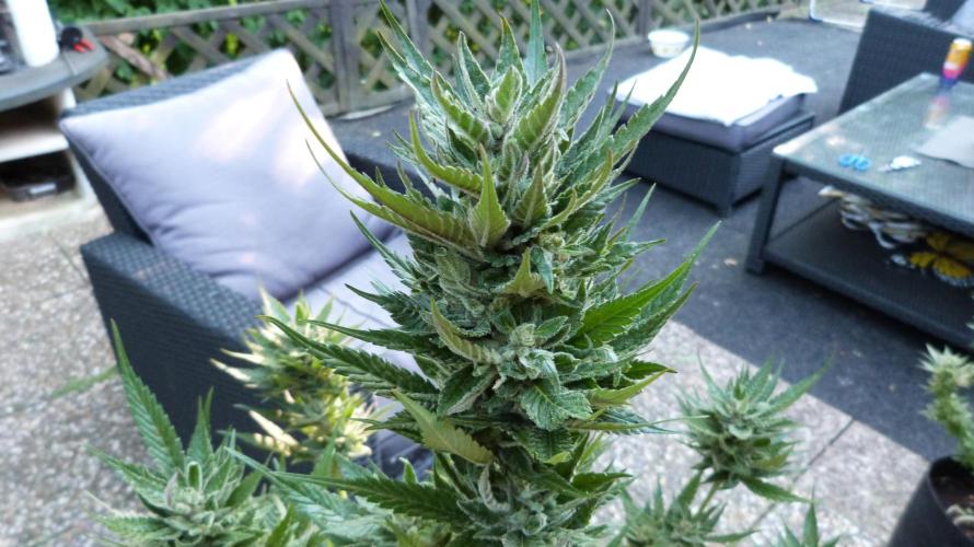 Strawberry Gorilla Automatic Fastbuds. Week 13