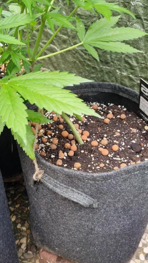 OUTDOOR Apricot Automatic FastBuds