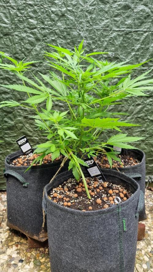 OUTDOOR Apricot Automatic FastBuds. Week 7
