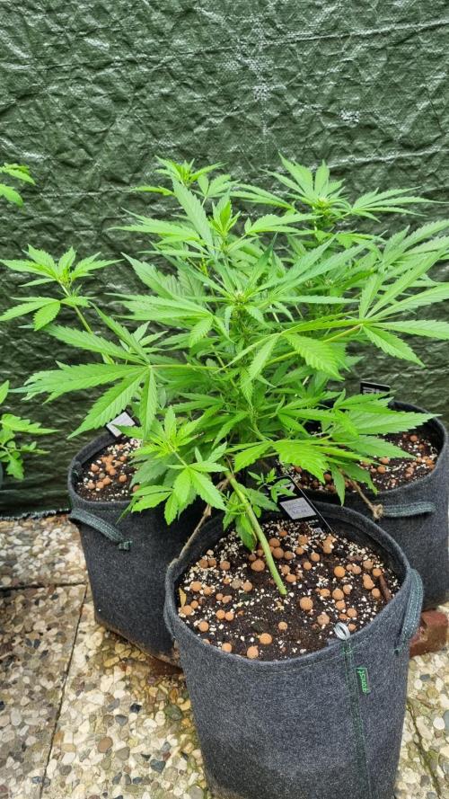 Apricot Auto. Week 7
