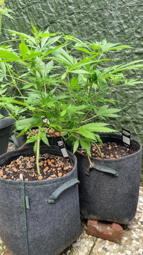 OUTDOOR Apricot Automatic FastBuds. Week 7