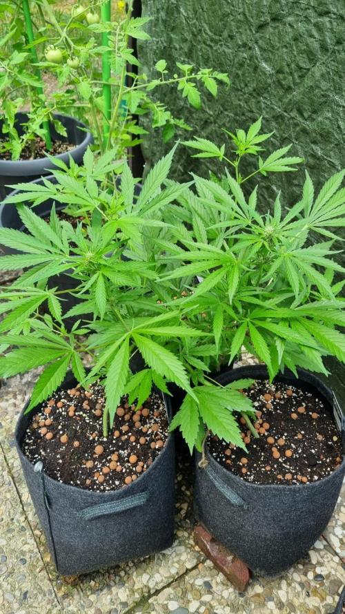 OUTDOOR Apricot Automatic FastBuds. Week 7