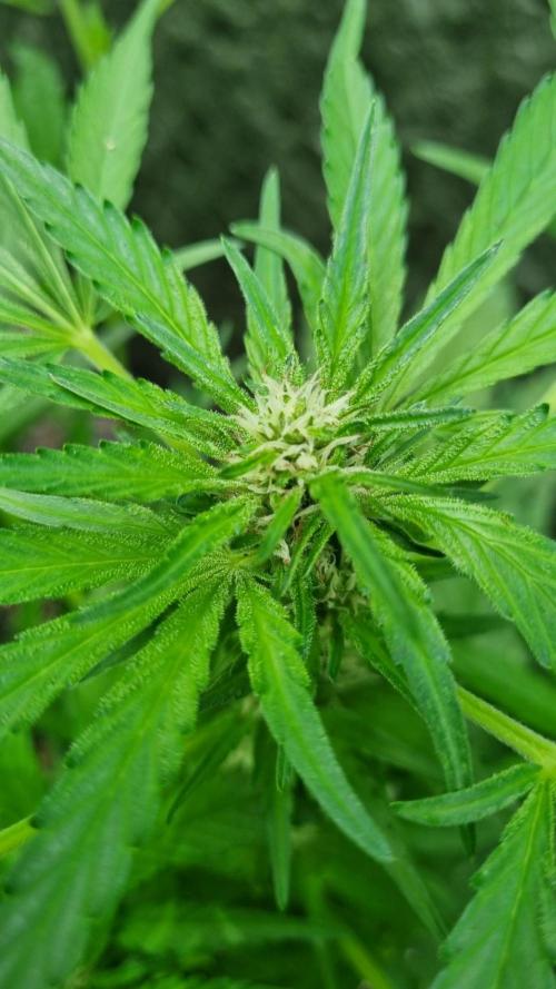 OUTDOOR Apricot Automatic FastBuds. Week 7