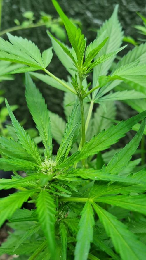 OUTDOOR Apricot Automatic FastBuds. Week 7