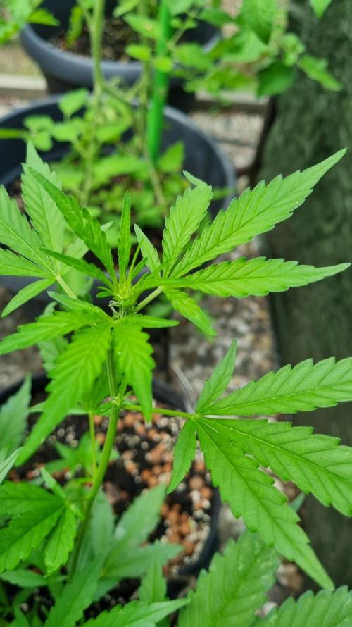 OUTDOOR Apricot Automatic FastBuds. Week 7