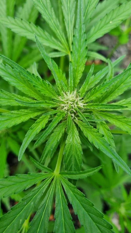 OUTDOOR Apricot Automatic FastBuds. Week 7