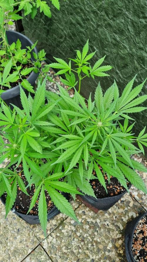 OUTDOOR Apricot Automatic FastBuds. Week 7