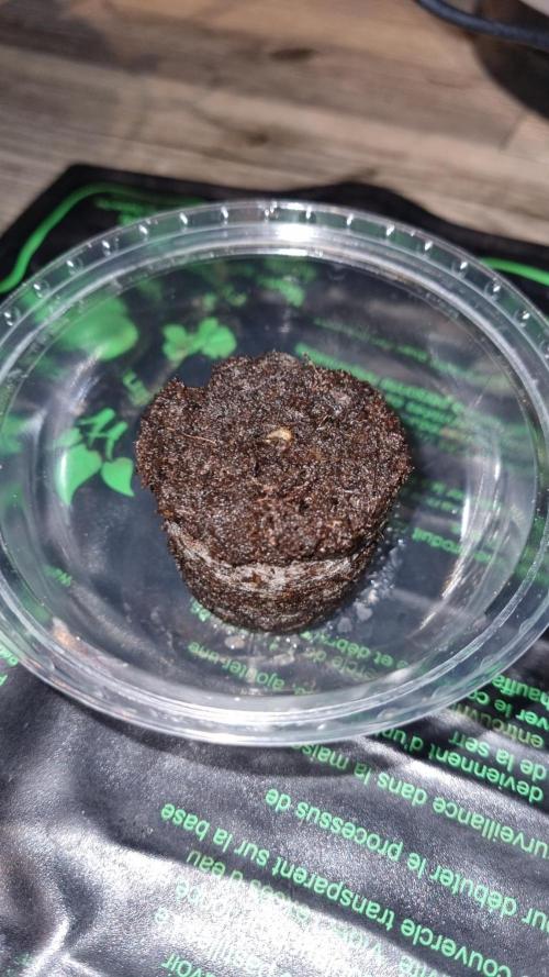 NEW GoodGenetix Strain GBreath Automatic. Week 0