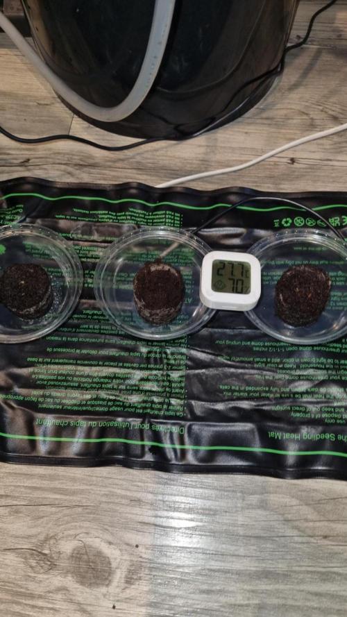 NEW GoodGenetix Strain GBreath Automatic. Week 0
