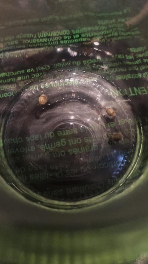 GoodGenetix G-Donutz Automatic. Week 0