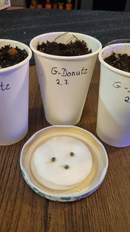 GoodGenetix G-Donutz Automatic. Week 0