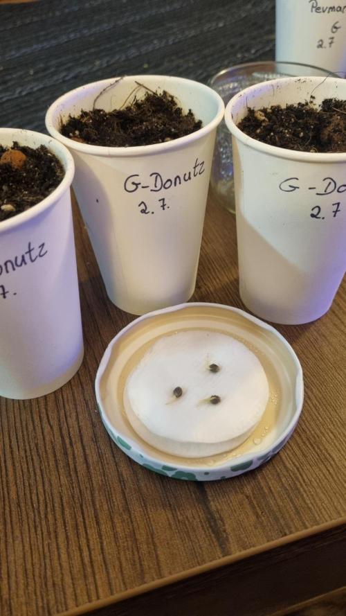 GoodGenetix G-Donutz Automatic. Week 0