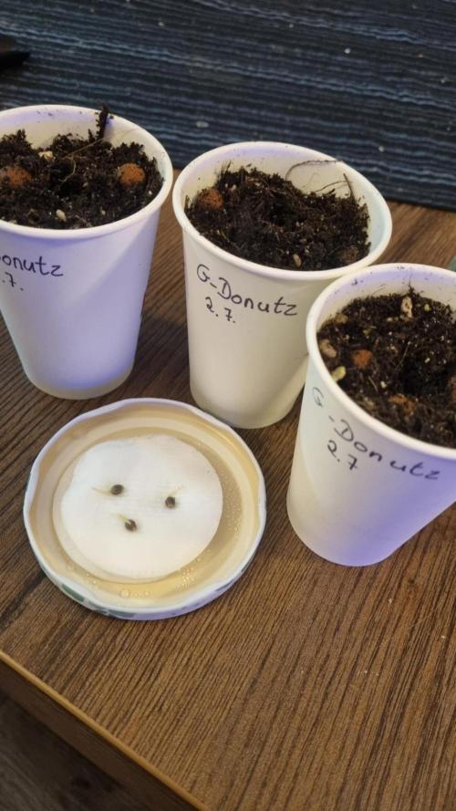 GoodGenetix G-Donutz Automatic. Week 0
