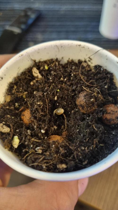 GoodGenetix G-Donutz Automatic. Week 0