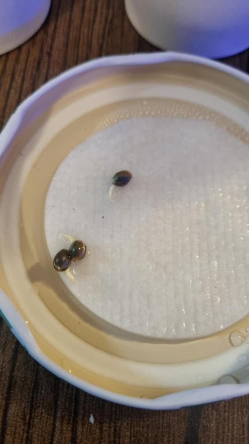 GoodGenetix Permanent-G Automatic. Week 0