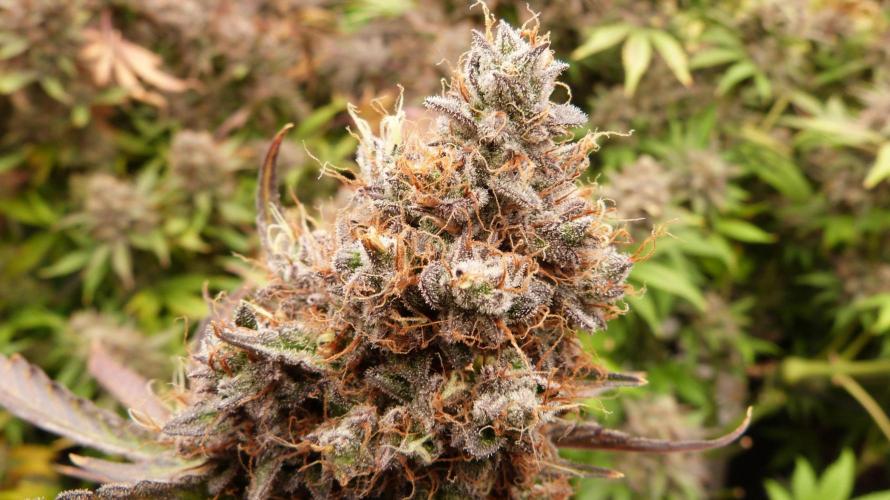 Guava Sundae Automatic. Week 14