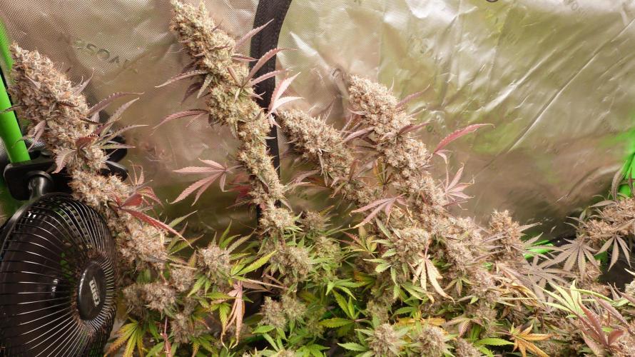 Guava Sundae Automatic. Week 14