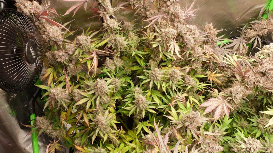 Guava Sundae Automatic. Week 14