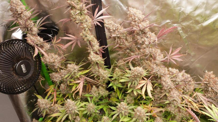 Guava Sundae Automatic. Week 14