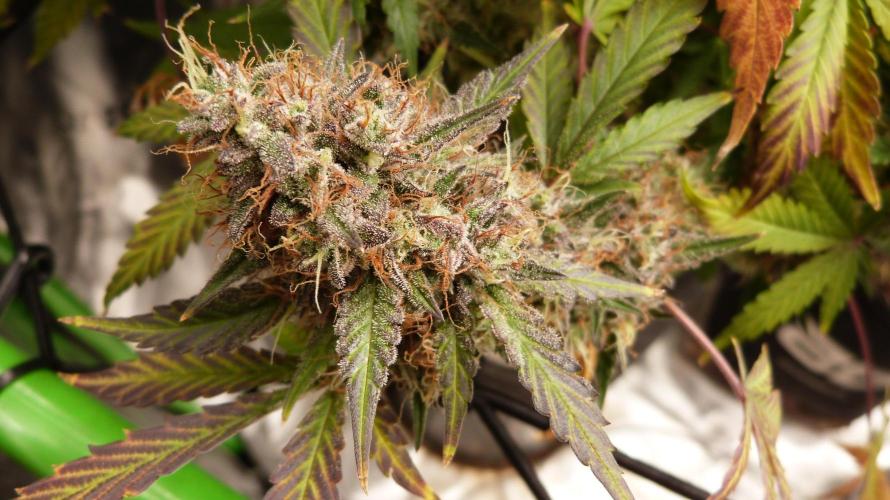 Guava Sundae Automatic. Week 14