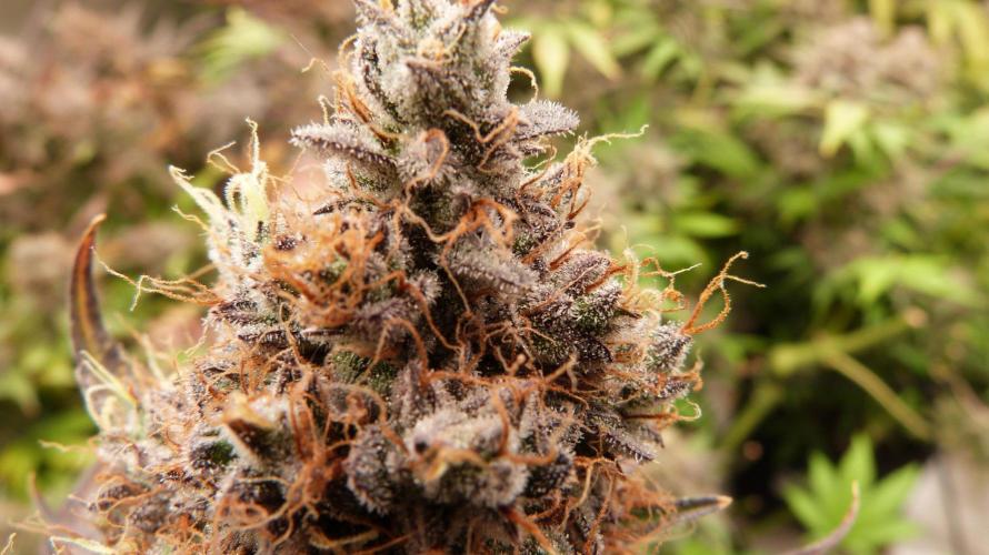 Guava Sundae Automatic. Week 14