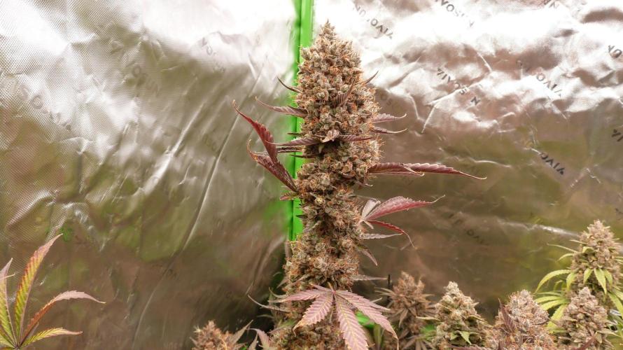 Guava Sundae Automatic. Week 14