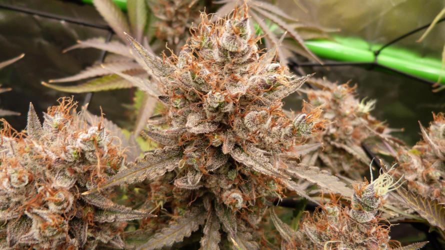 Fast Buds - Mendo Guava Auto door MrWeeedWorld