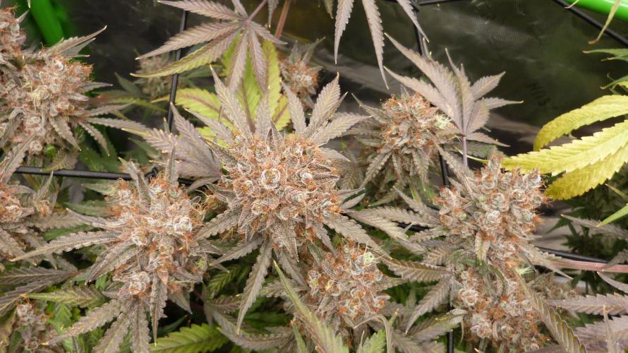 Mendo Guava Automatic. Week 15