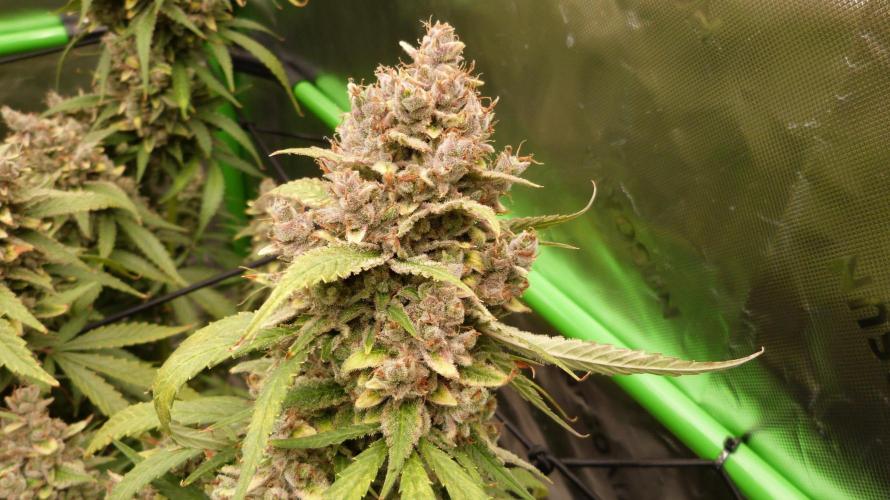 Banana Guava. Week 15