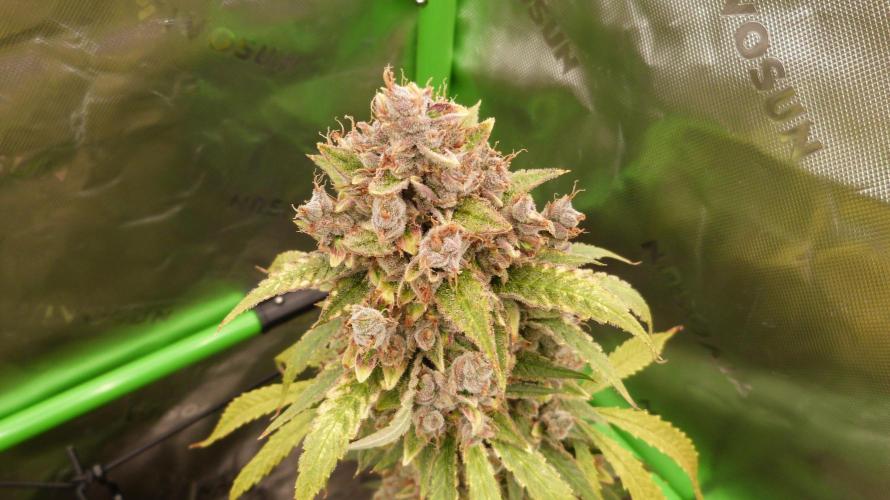 Banana Guava. Week 15