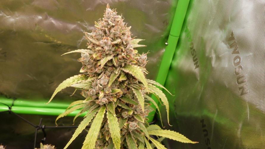 Banana Guava. Week 15