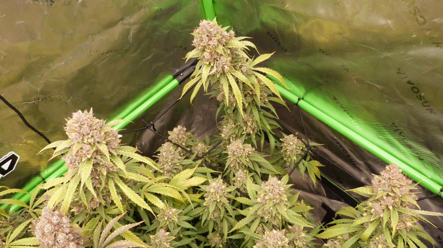 Banana Guava. Week 15