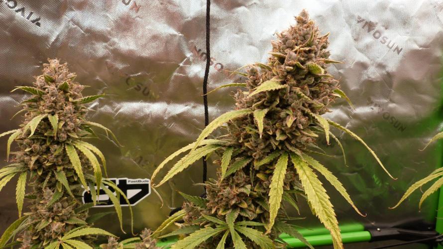 Banana Guava. Week 15