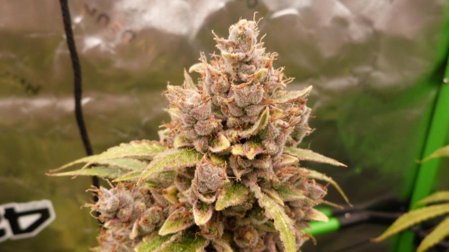 Banana Guava. Week 15