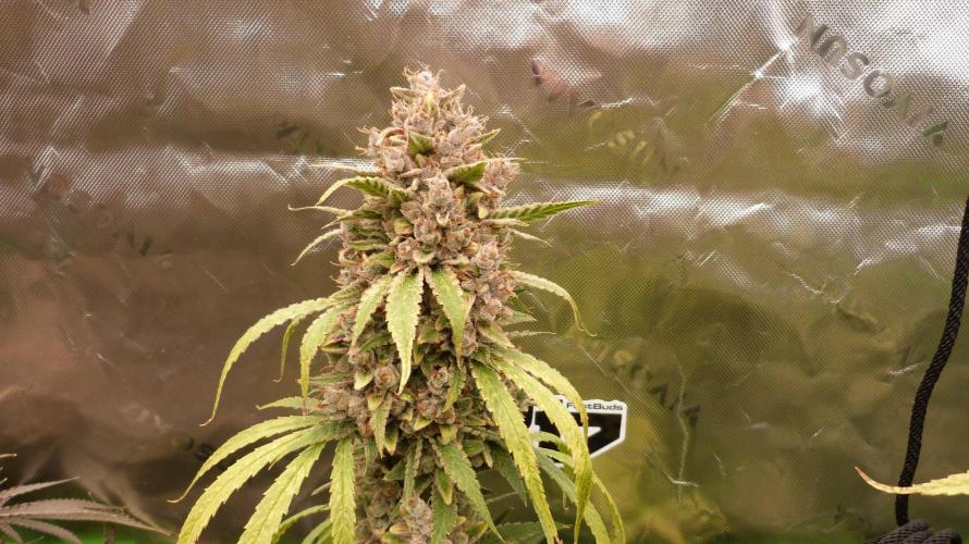Banana Guava. Week 15