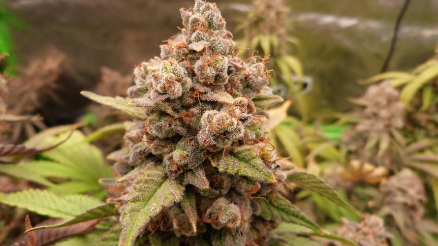 Mendo Frost Automatic. Week 14