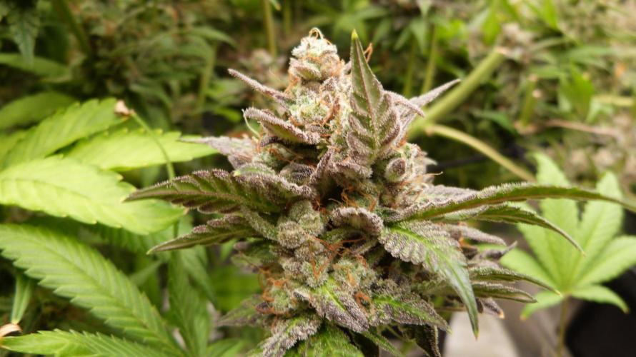 Mendo Frost Automatic. Week 14