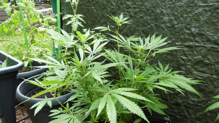 3in1 OUTDOOR Apricot Automatic FastBuds. Week 8