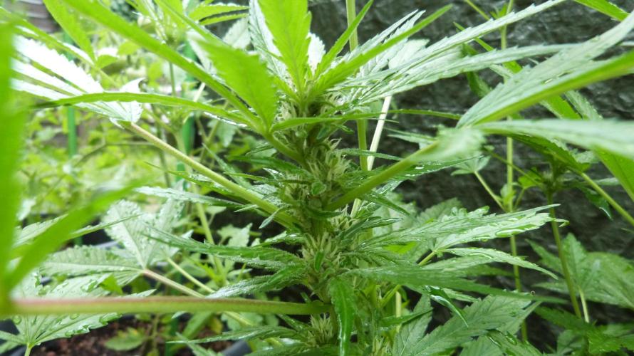 3in1 OUTDOOR Apricot Automatic FastBuds. Week 8