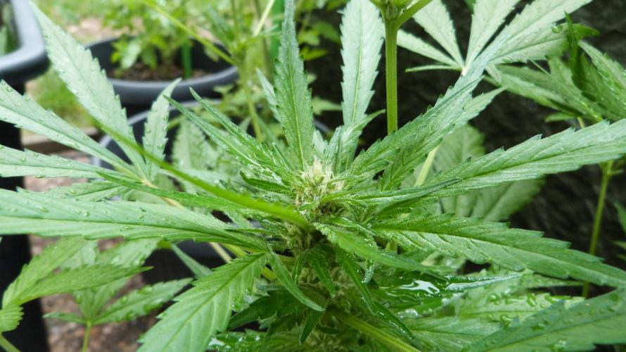 3in1 OUTDOOR Apricot Automatic FastBuds. Week 8