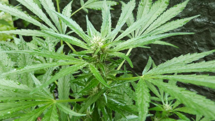 3in1 OUTDOOR Apricot Automatic FastBuds. Week 8