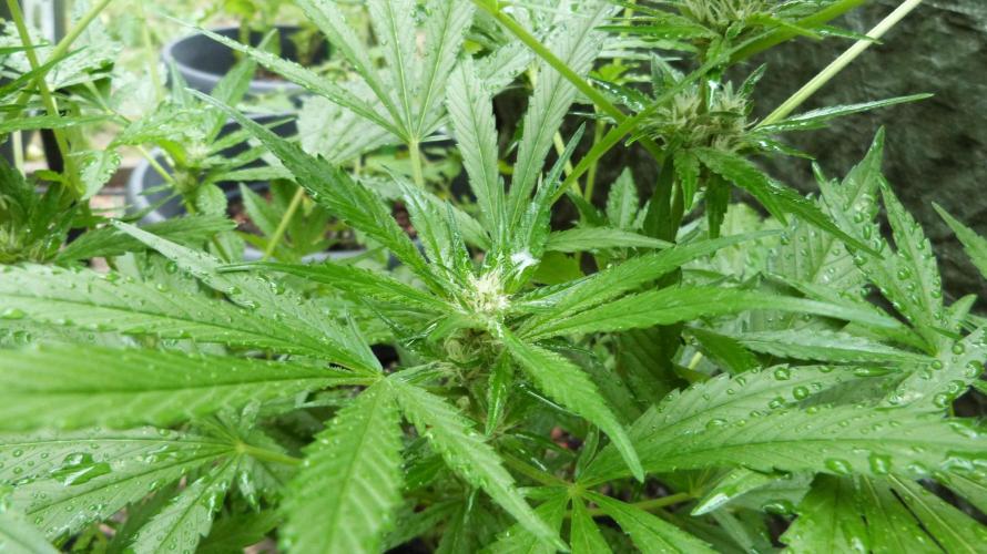 3in1 OUTDOOR Apricot Automatic FastBuds. Week 8