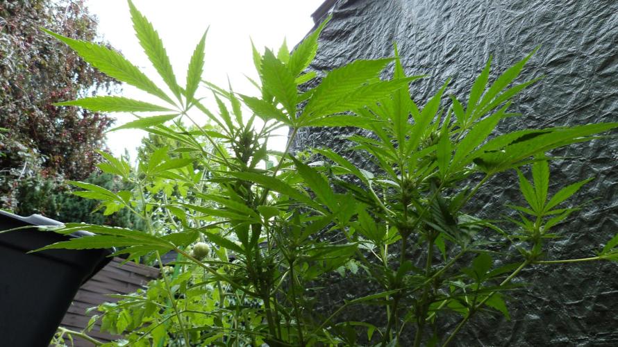 3in1 OUTDOOR Apricot Automatic FastBuds. Week 8
