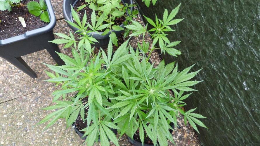 3in1 OUTDOOR Apricot Automatic FastBuds. Week 8